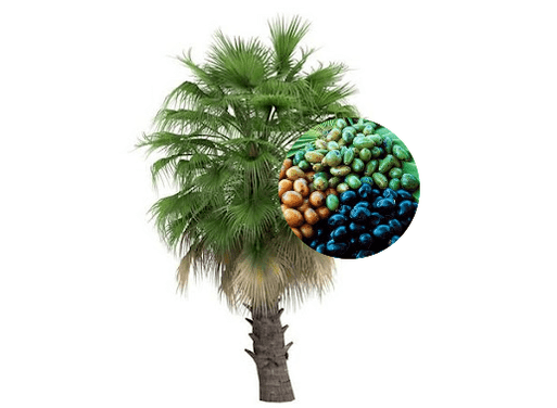 Prostamin Forte bevat palmvruchten